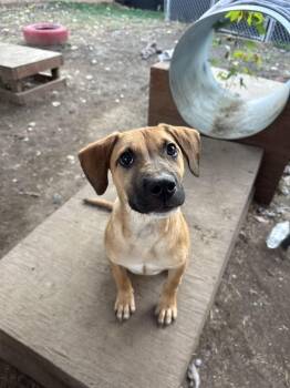 Rescue Black Mouth Cur Dogs for Adoption in Indianapolis, Indiana - Matteo | PetCurious