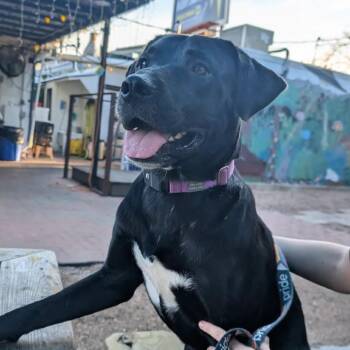 Pablo -  Labrador Retriever and Mixed Breed Dog for Adoption in Austin, Texas - Pablo | PetCurious