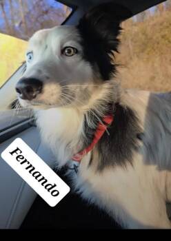 Border Collie Dogs Available for Adoption in Indianapolis, Indiana - Fernando | PetCurious