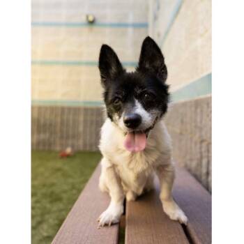 Domino - ECAS -  Mixed Breed Dog Available for Adoption in Pleasanton, California - Domino - ECAS | PetCurious