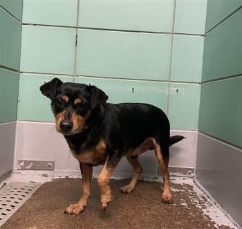 MOSCO -  Rat Terrier and Mixed Breed Dog for Adoption in Houston, Texas - MOSCO | PetCurious