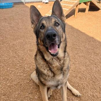 Duke KCAC -  German Shepherd Dog Dog for Adoption in Kerrville, Texas - Duke KCAC | PetCurious