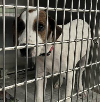 Ma -  Beagle Dog for Adoption in Parma, Ohio - Ma | PetCurious