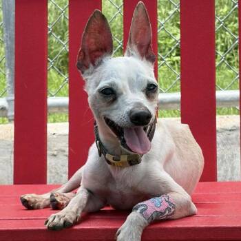 Irvin -  Chihuahua Dog for Adoption in Nampa, Idaho - Irvin | PetCurious