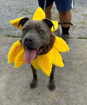 Rescue Mixed Breed Dogs for Adoption in Scott, Louisiana - Hulk | PetCurious