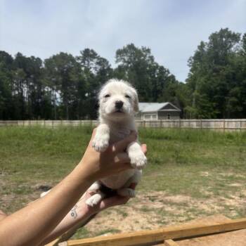 Labrador Retriever and Wirehaired Terrier Dogs Available for Adoption in North Charleston, South Carolina - Coral | PetCurious