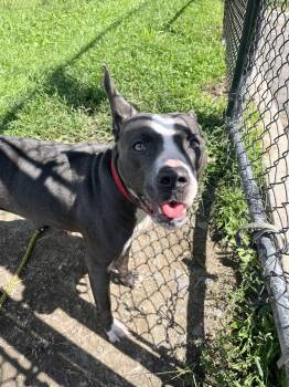 Dolly -  American Staffordshire Terrier and Pit Bull Terrier Dog for Adoption in Yonkers, New York - Dolly | PetCurious