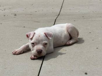 Yeti -  Mixed Breed Dog Available for Adoption in Union Grove, Wisconsin - Yeti | PetCurious