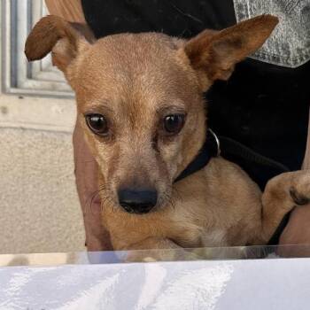 Nano -  Chihuahua Dog for Adoption in San Gabriel, California - Nano | PetCurious