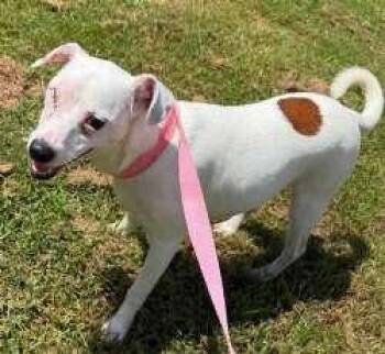 Gravy -  Terrier Dog for Adoption in Sudbury, Massachusetts - Gravy | PetCurious