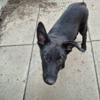 Remi -  Mixed Breed Dog for Adoption in Saskatoon, Saskatchewan - Remi | PetCurious