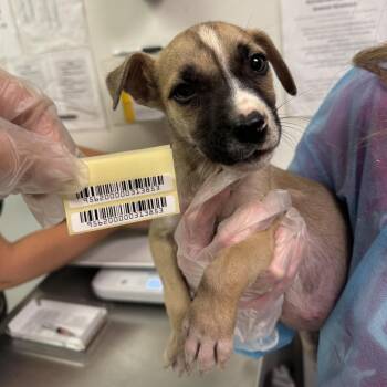 9 to 5 -  Mixed Breed Dog for Adoption in Charleston, West Virginia - 9 To 5 | PetCurious