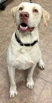 Dudley -  Labrador Retriever Dog for Adoption in Littleton, Colorado - Dudley | PetCurious