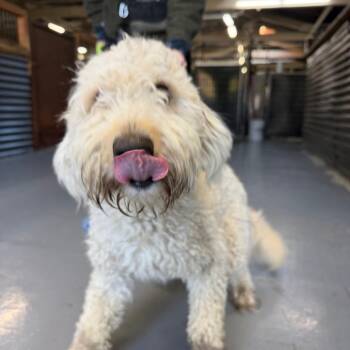 Sadie -  Poodle and Mixed Breed Dog for Adoption in Tacoma, Washington - Sadie | PetCurious