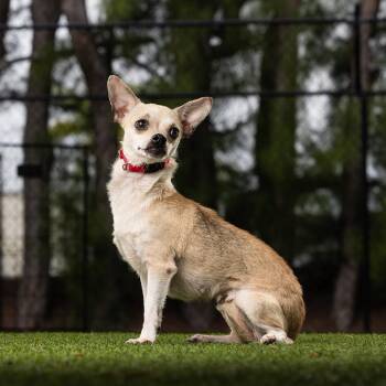 Chihuahua Dogs Available for Adoption - Princess | PetCurious