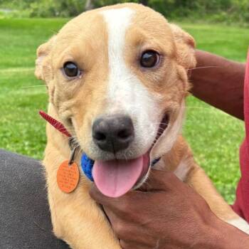 Rescue Labrador Retriever Dogs for Adoption in New York, New York - ALMENDRA In NY To Meet & Greet! | PetCurious