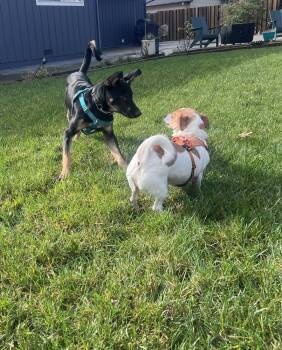 German Shepherd Dog Dogs Available for Adoption - Dash | PetCurious