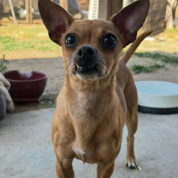 Rescue Chihuahua Dogs for Adoption in Fresno, California - Ice | PetCurious