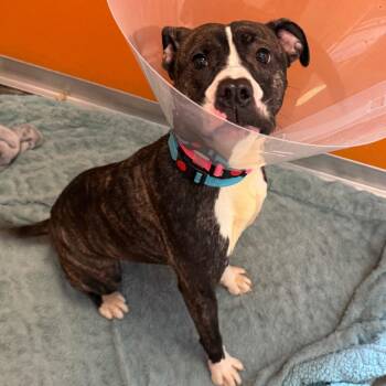 Pit Bull Terrier Dogs Available for Adoption in Wilmington, Delaware - Angel Melody | PetCurious