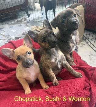 Sushi -  Pomeranian Dog for Adoption in Kings Mountain, North Carolina - Sushi | PetCurious
