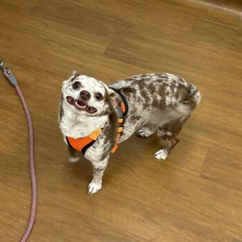 Stella -  Chihuahua and Mixed Breed Dog for Adoption in Beaumont, Texas - Stella | PetCurious