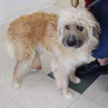 Alisha -  Terrier Dog for Adoption in Birmingham, Alabama - Alisha | PetCurious