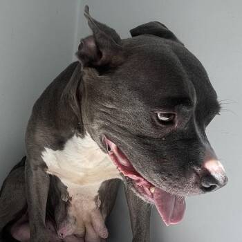PrettyMomma -  Pit Bull Terrier Dog for Adoption in Philadelphia, Pennsylvania - PrettyMomma | PetCurious