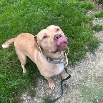 Rescue Yellow Labrador Retriever and Pit Bull Terrier Dogs for Adoption in Pittsford, Vermont - Miller | PetCurious