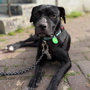 Pit Bull Terrier Dogs Available for Adoption - Lucille Pawll | PetCurious