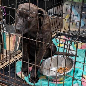 Terrier Dogs Available for Adoption in Marietta, Ohio - Butterfly (In Foster Care: Still Available For Adoption) | PetCurious