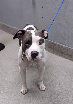 Rescue Pit Bull Terrier Dogs for Adoption in Las Vegas, Nevada - LEBON | PetCurious