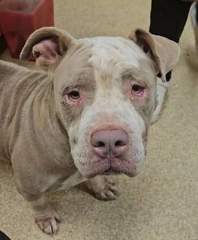 Rescue Mixed Breed Dogs for Adoption in Munster, Indiana - Cinnamon Roll | PetCurious