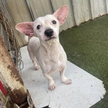 Stewart -  Dachshund Dog for Adoption in Baton Rouge, Louisiana - Stewart | PetCurious