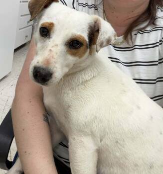 Jack Russell Terrier Dogs Available for Adoption - Lil Girl | PetCurious
