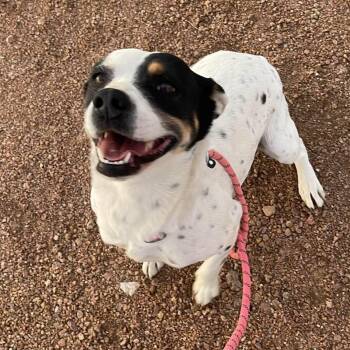 Pit Bull Terrier and Corgi Dogs Available for Adoption - Dora  | PetCurious