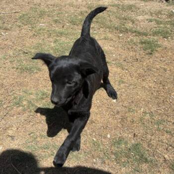 Black Labrador Retriever Dogs Available for Adoption in Sanford, North Carolina - Doughnut | PetCurious