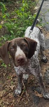 AVA -  German Shorthaired Pointer Dog for Adoption in Newaygo, Michigan - AVA | PetCurious