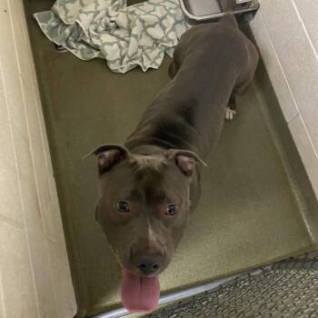 72262 -  Pit Bull Terrier Dog for Adoption in Harrisonburg, Virginia - 72262 | PetCurious