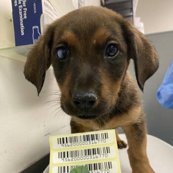 Frank Gallagher -  Mixed Breed Dog for Adoption in Charleston, West Virginia - Frank Gallagher | PetCurious