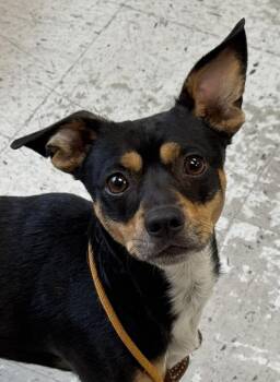 Scrappy -  Chihuahua Dog for Adoption in Salt Lake City, Utah - Scrappy | PetCurious