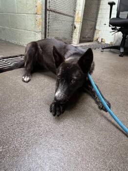 German Shepherd Dog Dogs Available for Adoption in Stockton, California - BRAMBLE | PetCurious