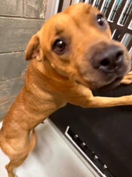 Baby -  American Staffordshire Terrier Dog for Adoption in Rockport, Texas - Baby | PetCurious