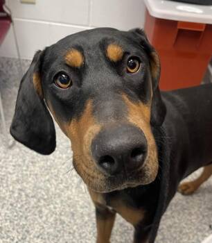 Doberman Pinscher Dogs Available for Adoption - Rhonda | PetCurious