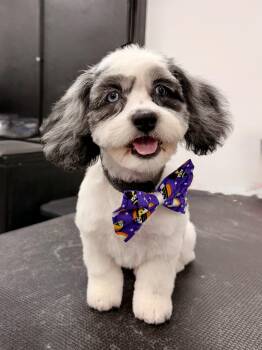 Kai -  Shih Tzu and Dachshund Dog for Adoption in Ontario, California - Kai | PetCurious