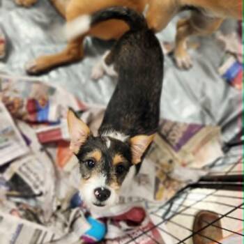 Jack Russell Terrier and Wirehaired Terrier Dogs Available for Adoption in Austin, Texas - Racoon FJ | PetCurious