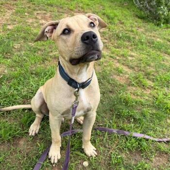 Marko 4810 -  Mixed Breed Dog for Adoption in Columbus, Georgia - Marko 4810 | PetCurious