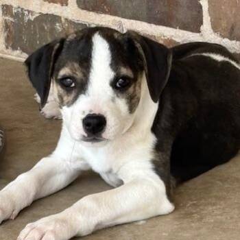 Australian Cattle Dog Blue Heeler Dogs Available for Adoption - MAG-PIE | PetCurious