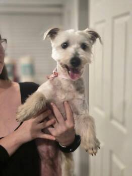 West Highland White Terrier Westie and Miniature Poodle Dogs Available for Adoption - Roger | PetCurious