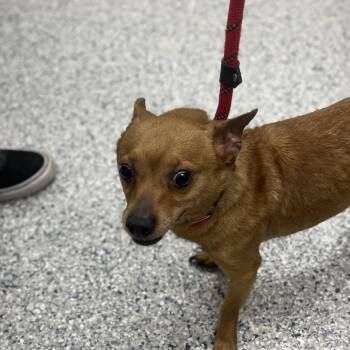 Symba -  Chihuahua Dog for Adoption in Chicago, Illinois - Symba | PetCurious