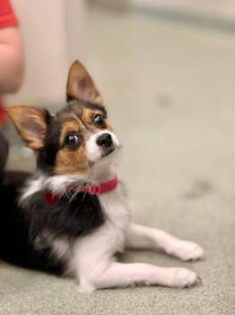 Chihuahua Dogs Available for Adoption in Boston, Massachusetts - MOCHA | PetCurious